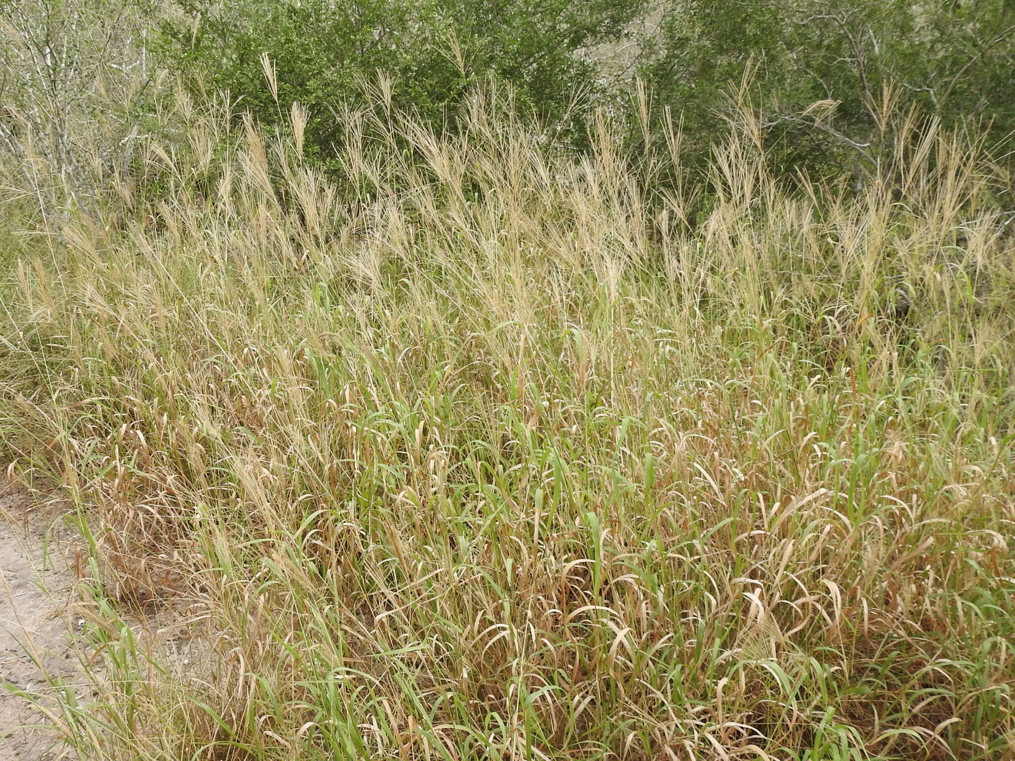 Image of multiflower false Rhodes grass