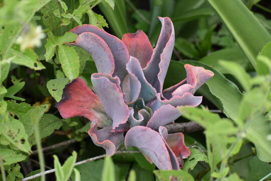 Image of Echeveria gigantea Rose & Purpus