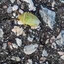 Image of Red-banded Stink Bug