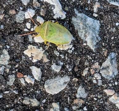 Image of Red-banded Stink Bug