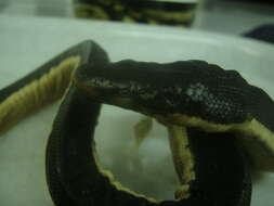 Image of Yellow-bellied sea snake