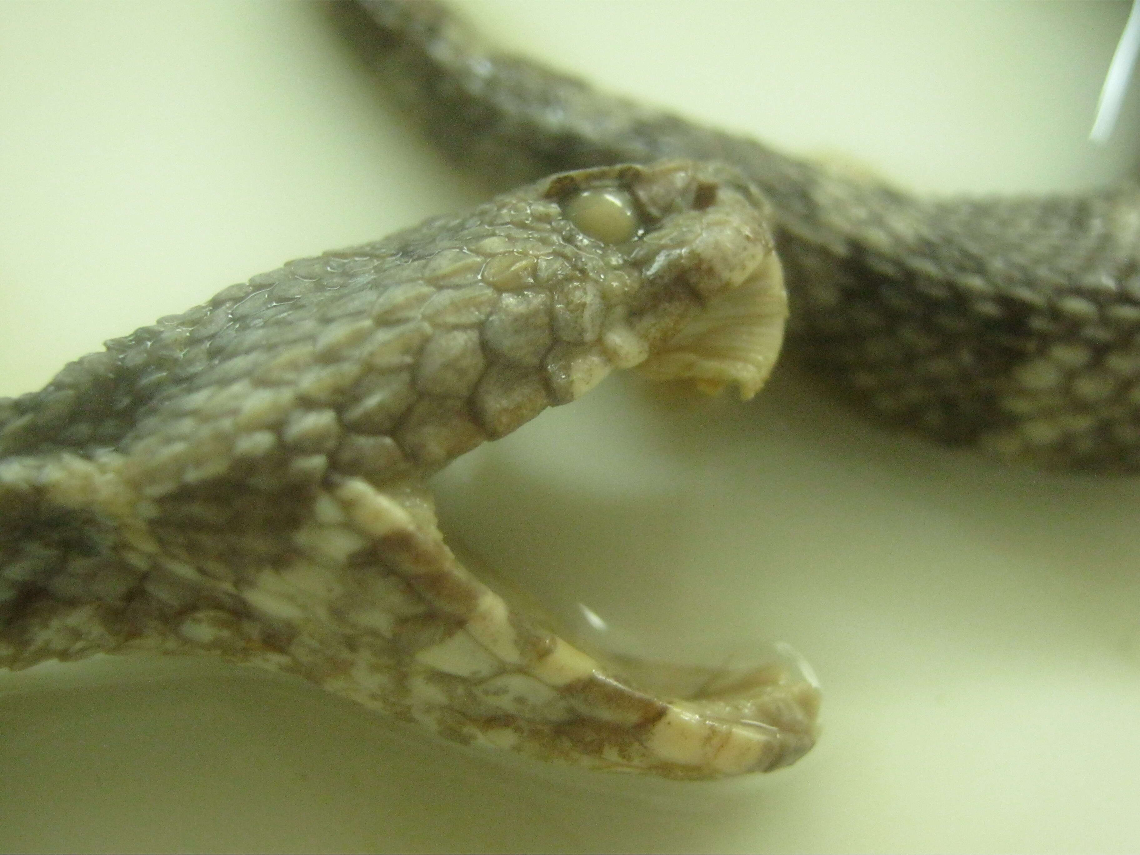 Image of Hognosed Pit Viper