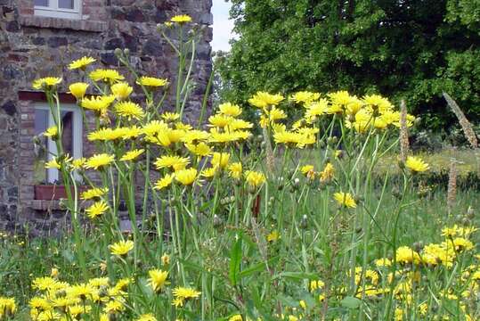 Image of beaked hawksbeard