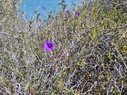 صورة Ruellia californica (Rose) I. M. Johnston