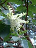 Image of Pacific madrone