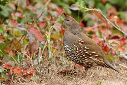 Image of Callipepla Wagler 1832