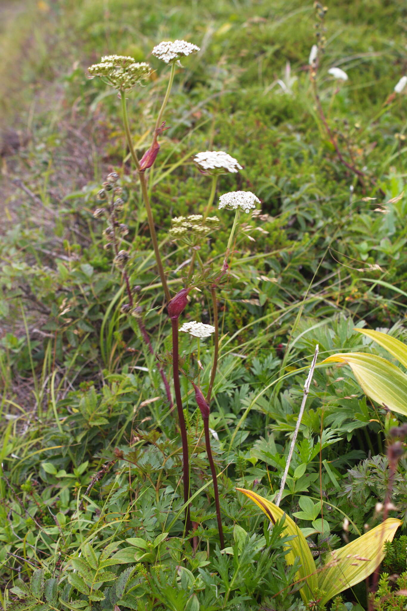 Image of eastern hemlockparsley