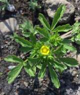 Image of biennial cinquefoil