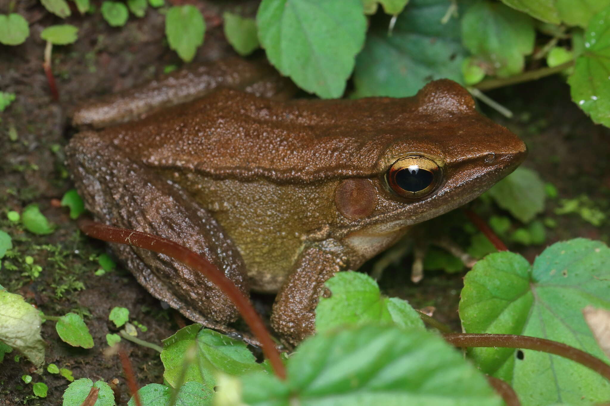 Image of Indosylvirana caesari (Biju, Garg, Mahony, Wijayathilaka, Senevirathne & Meegaskumbura 2014)