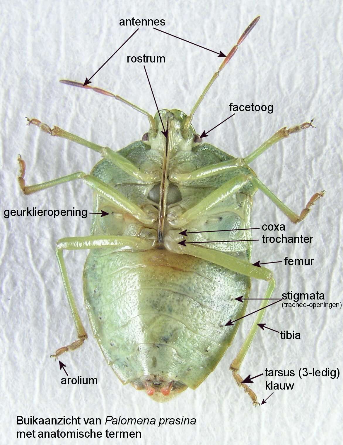 Image of Green shield bug