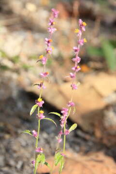 Image de Blumea fistulosa (Roxb.) Kurz