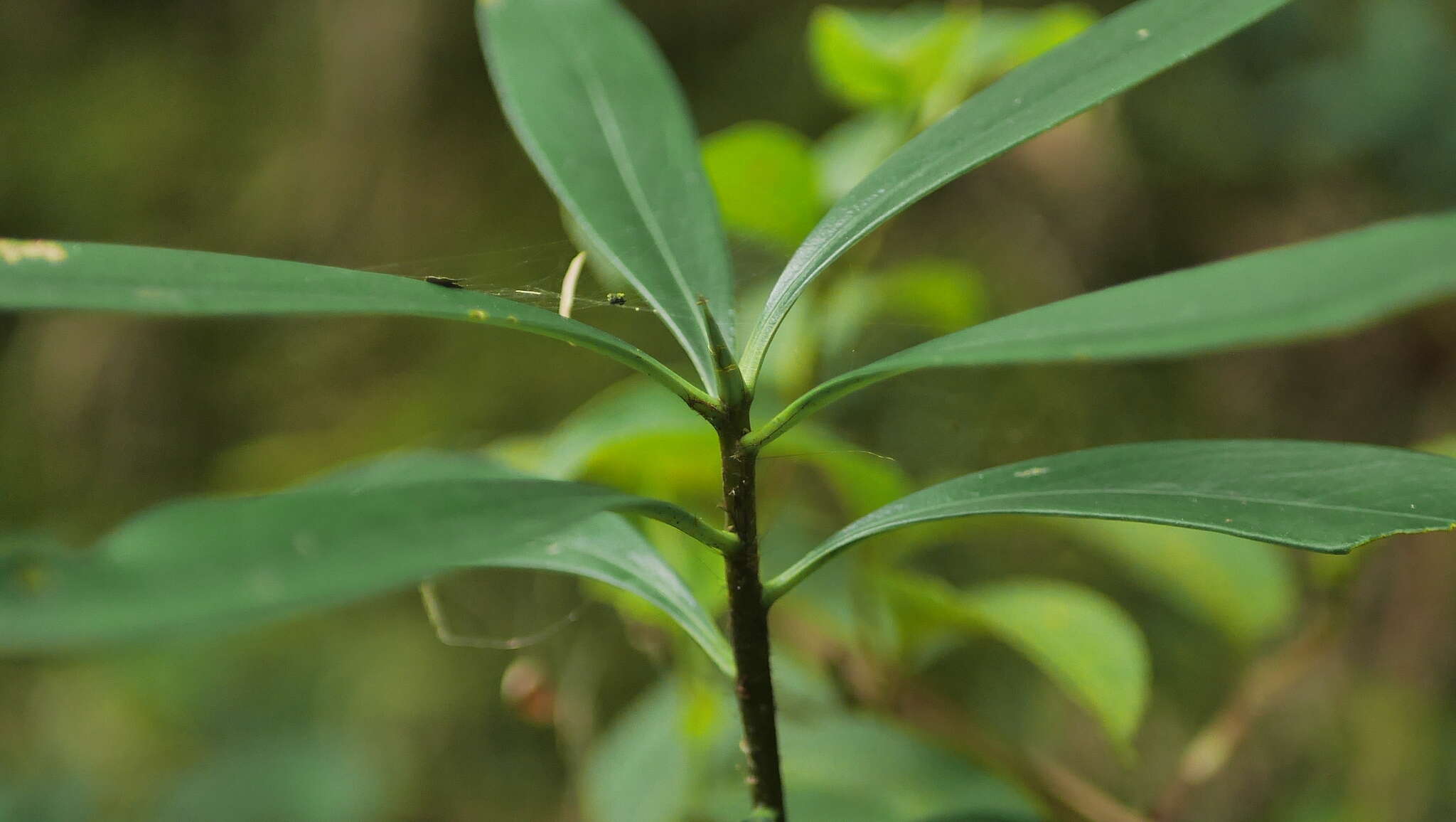 Image of Daphne kiusiana Miq.