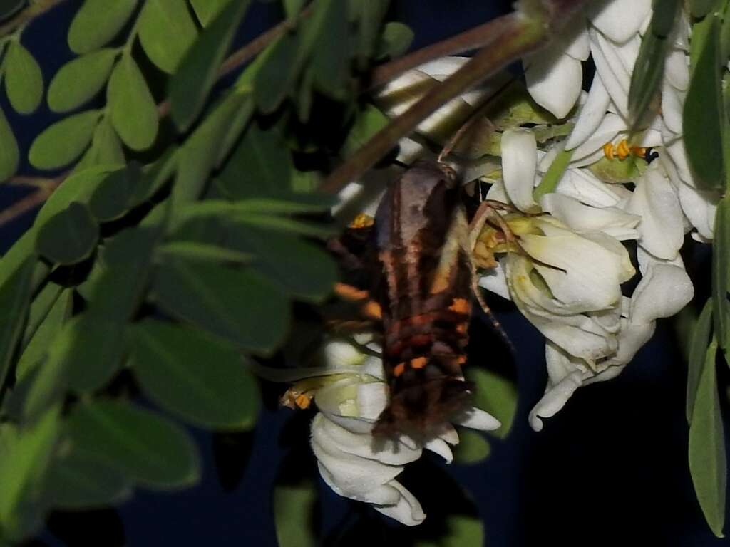 Image de Eupyrrhoglossum sagra (Poey 1832)