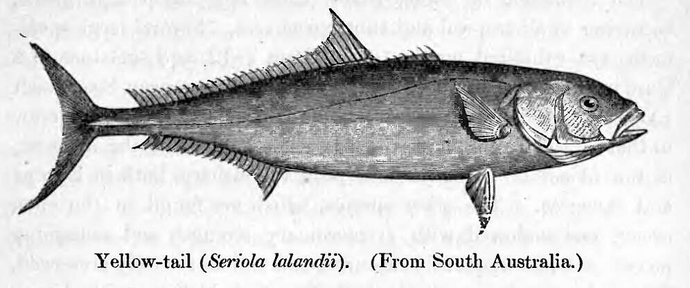 Image of California Yellowtail