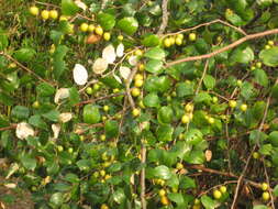 Image of Indian Jujube