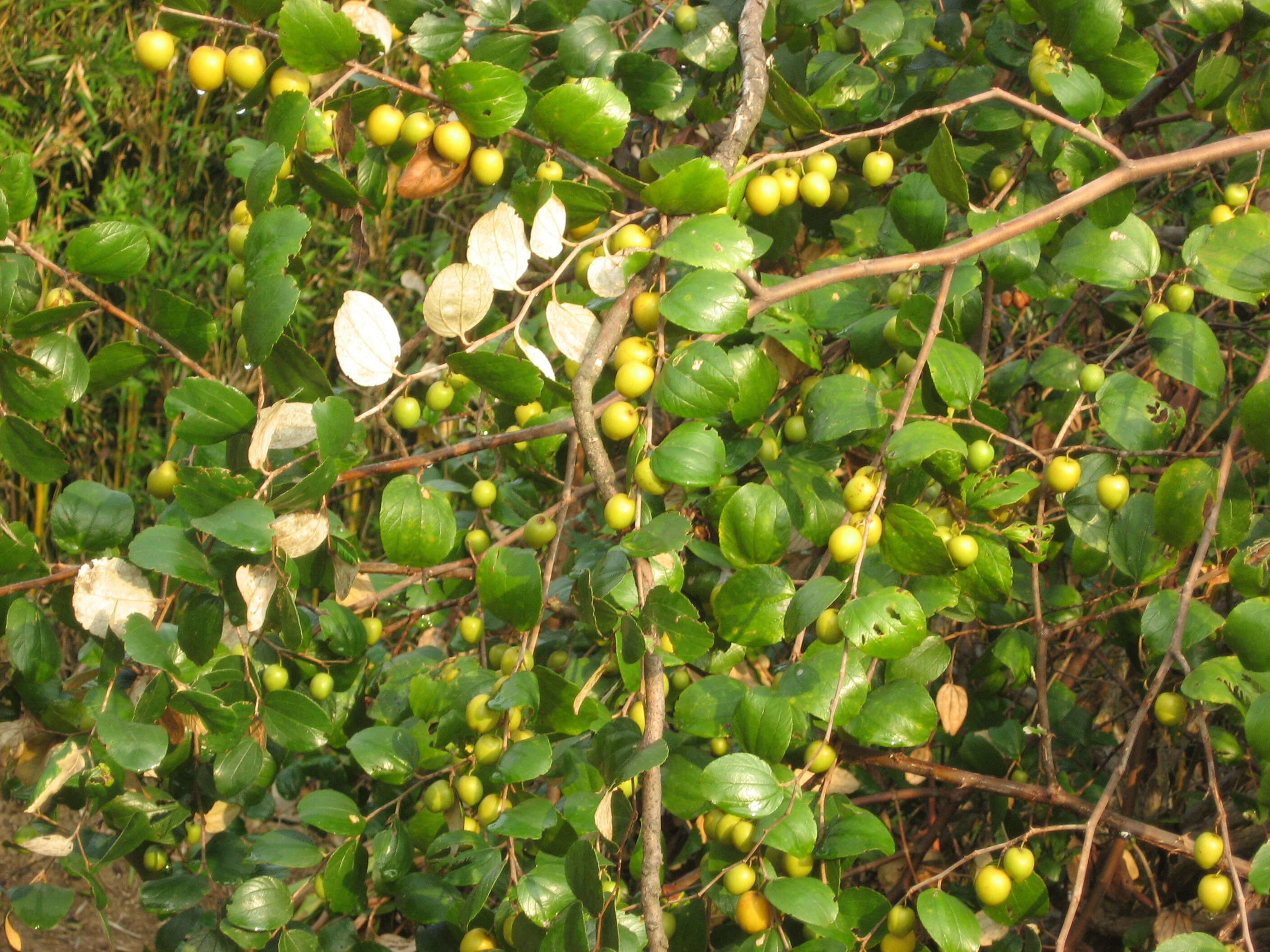 Image of Indian Jujube