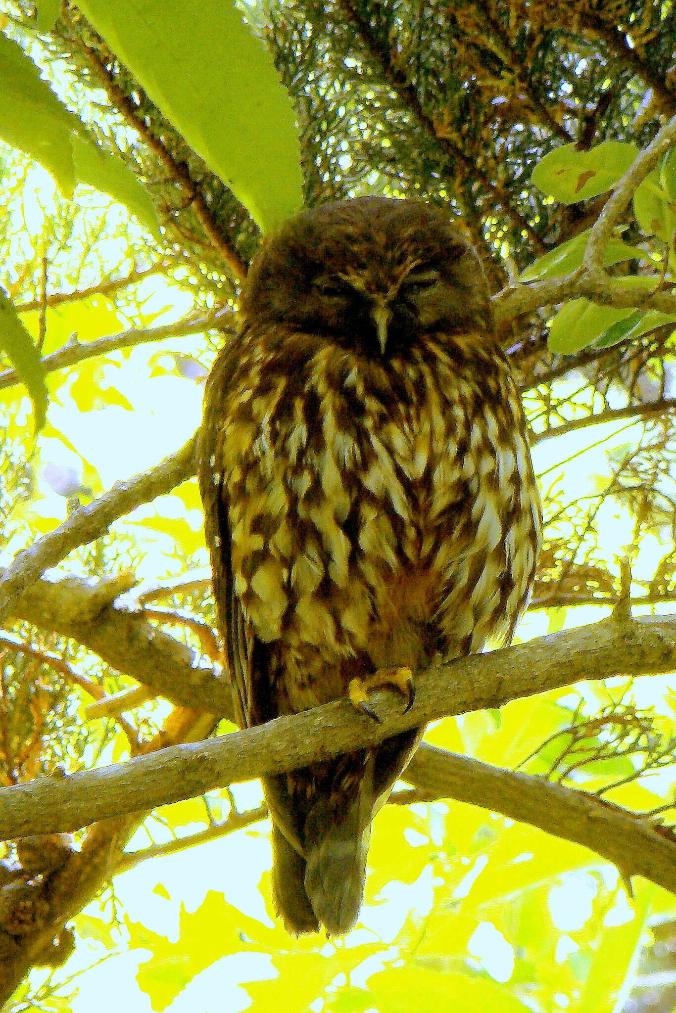 Image of Morepork