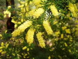 Imagem de Acacia drummondii Lindl.