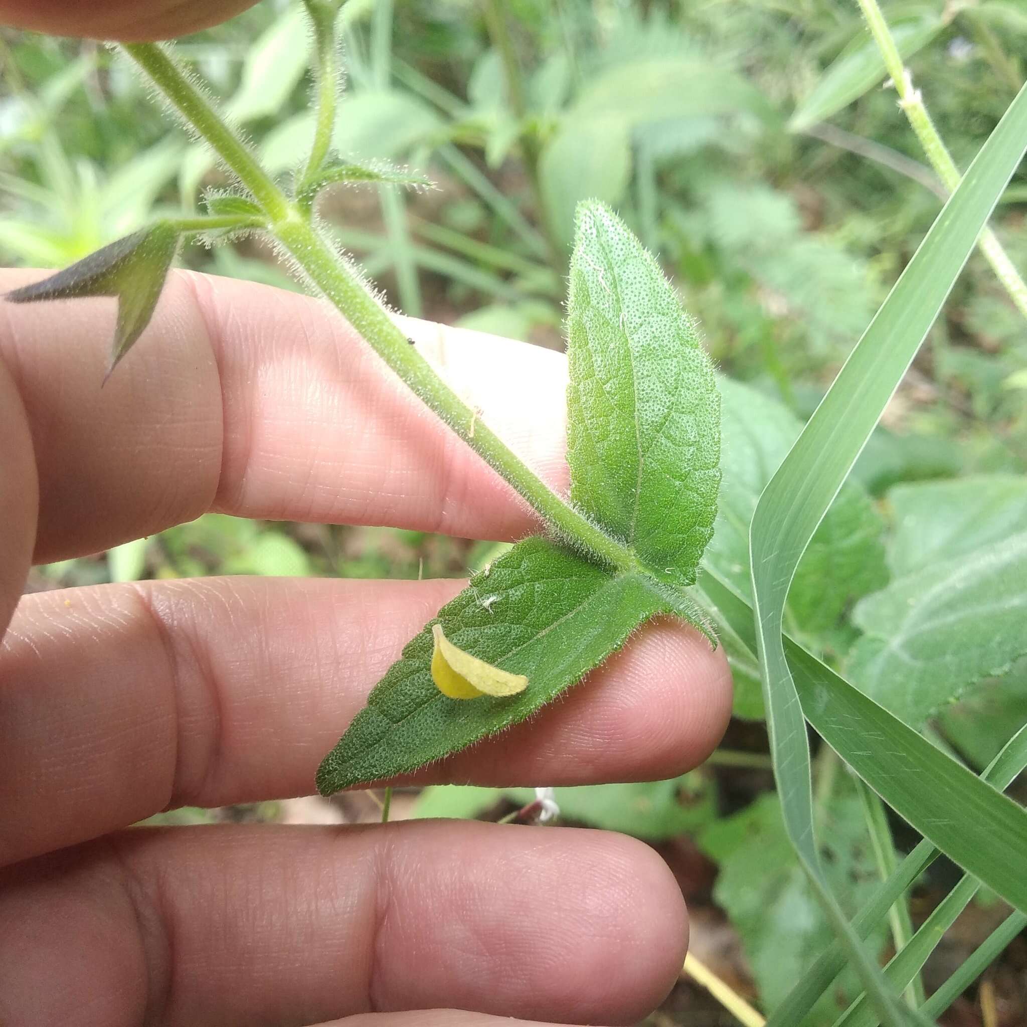 Salvia vitifolia Benth. resmi