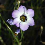 Image of bird's-eye gilia