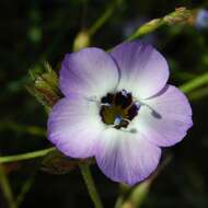 Image of bird's-eye gilia