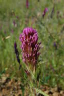 Image of exserted Indian paintbrush