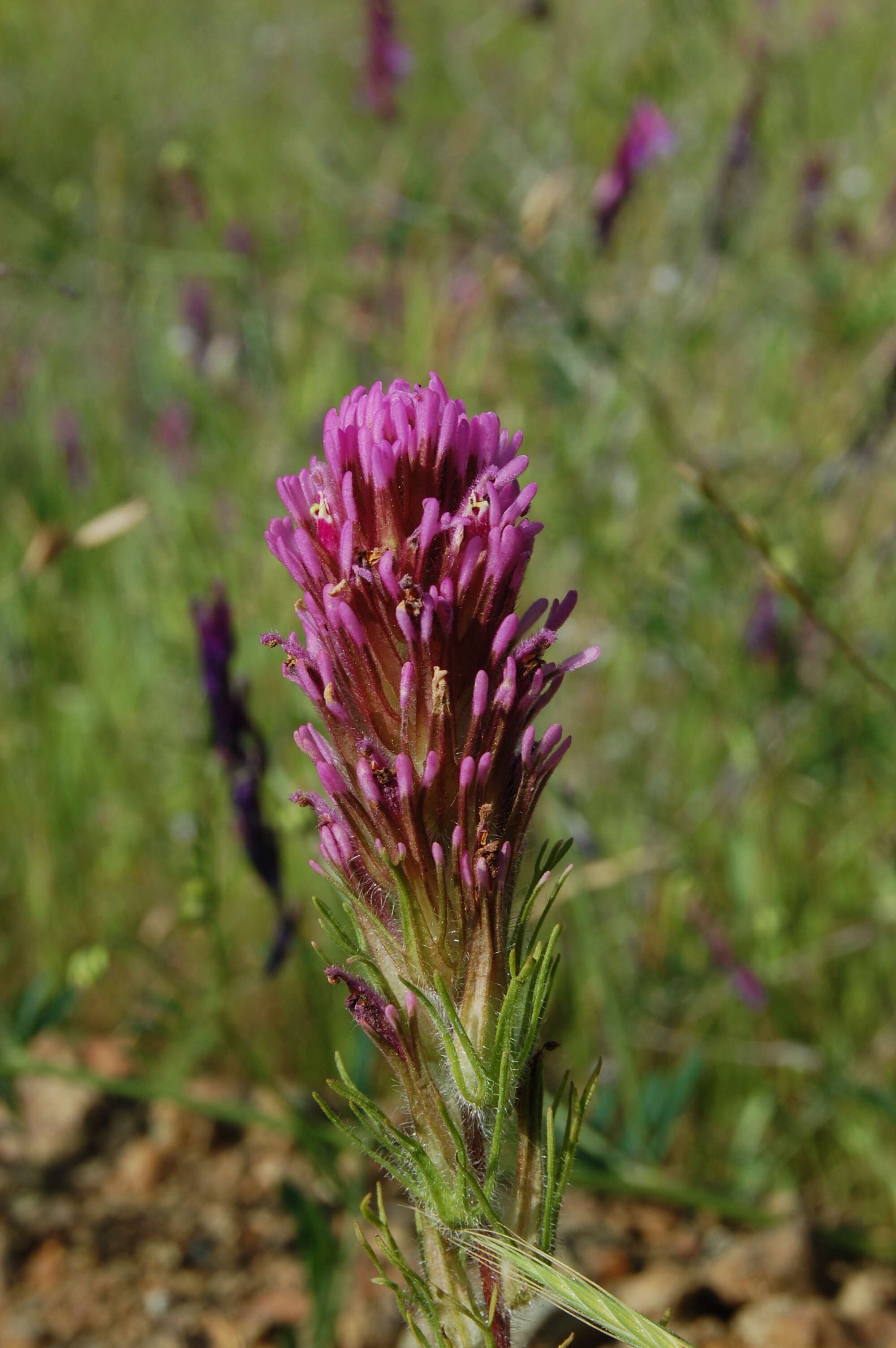 Image of exserted Indian paintbrush