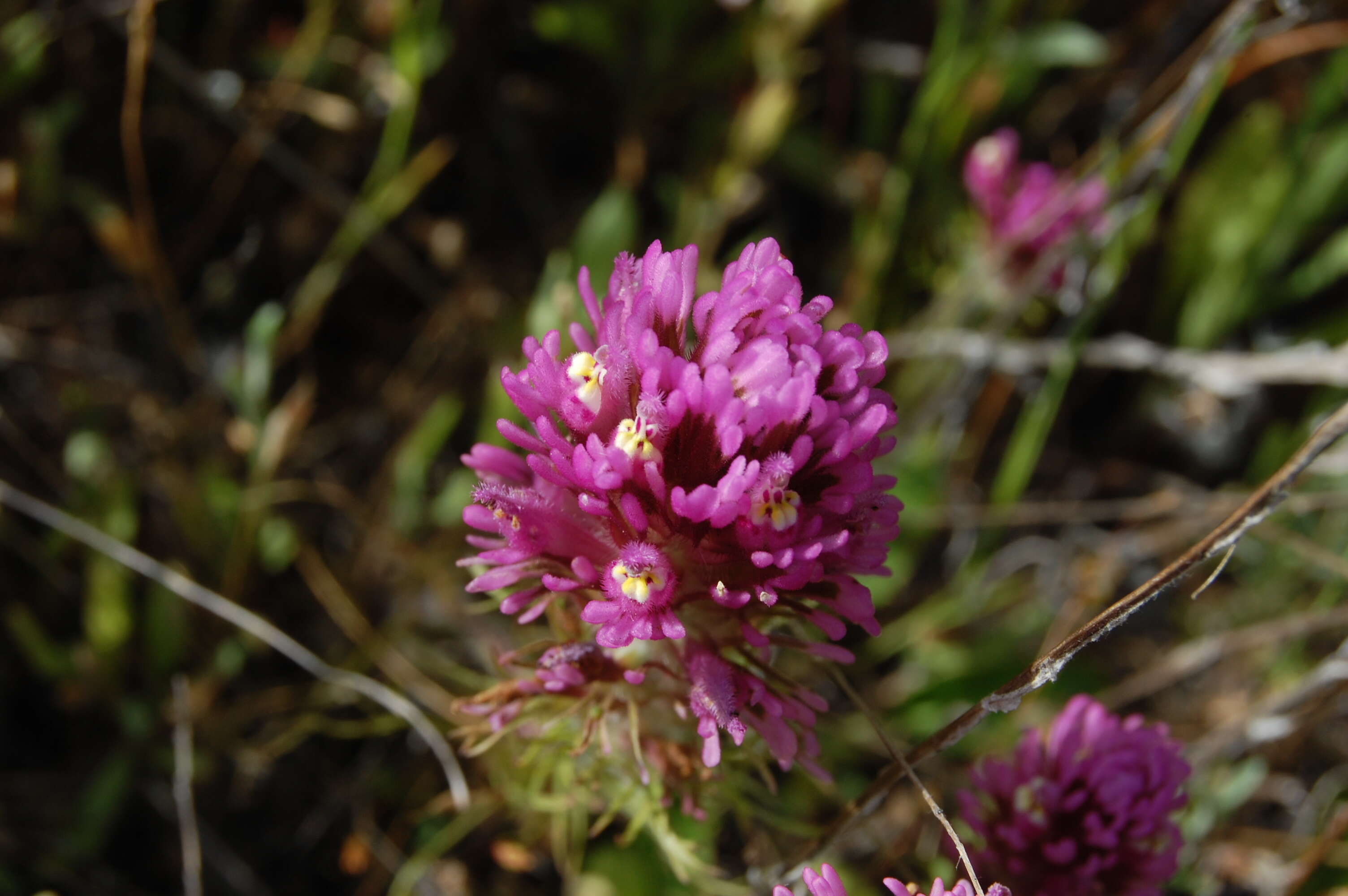 Image of exserted Indian paintbrush