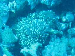 Image of Stony coral