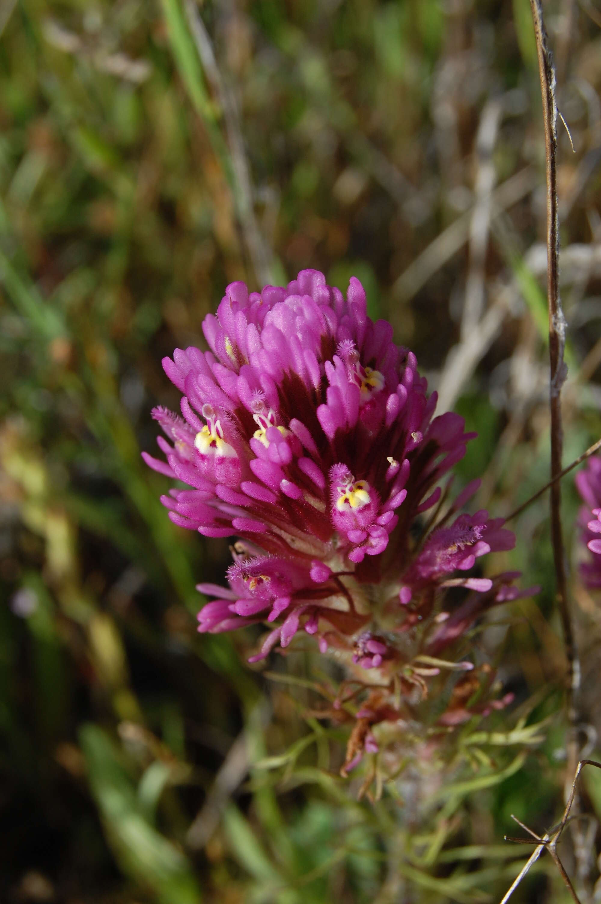 Image of exserted Indian paintbrush