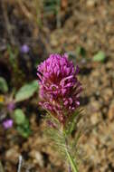 Image of exserted Indian paintbrush