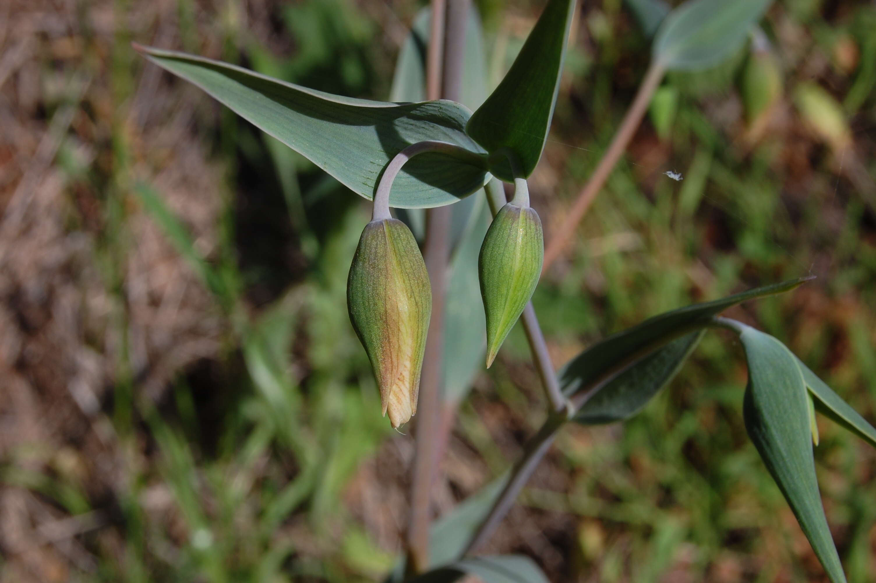 Imagem de Calochortus albus (Benth.) Douglas ex Benth.