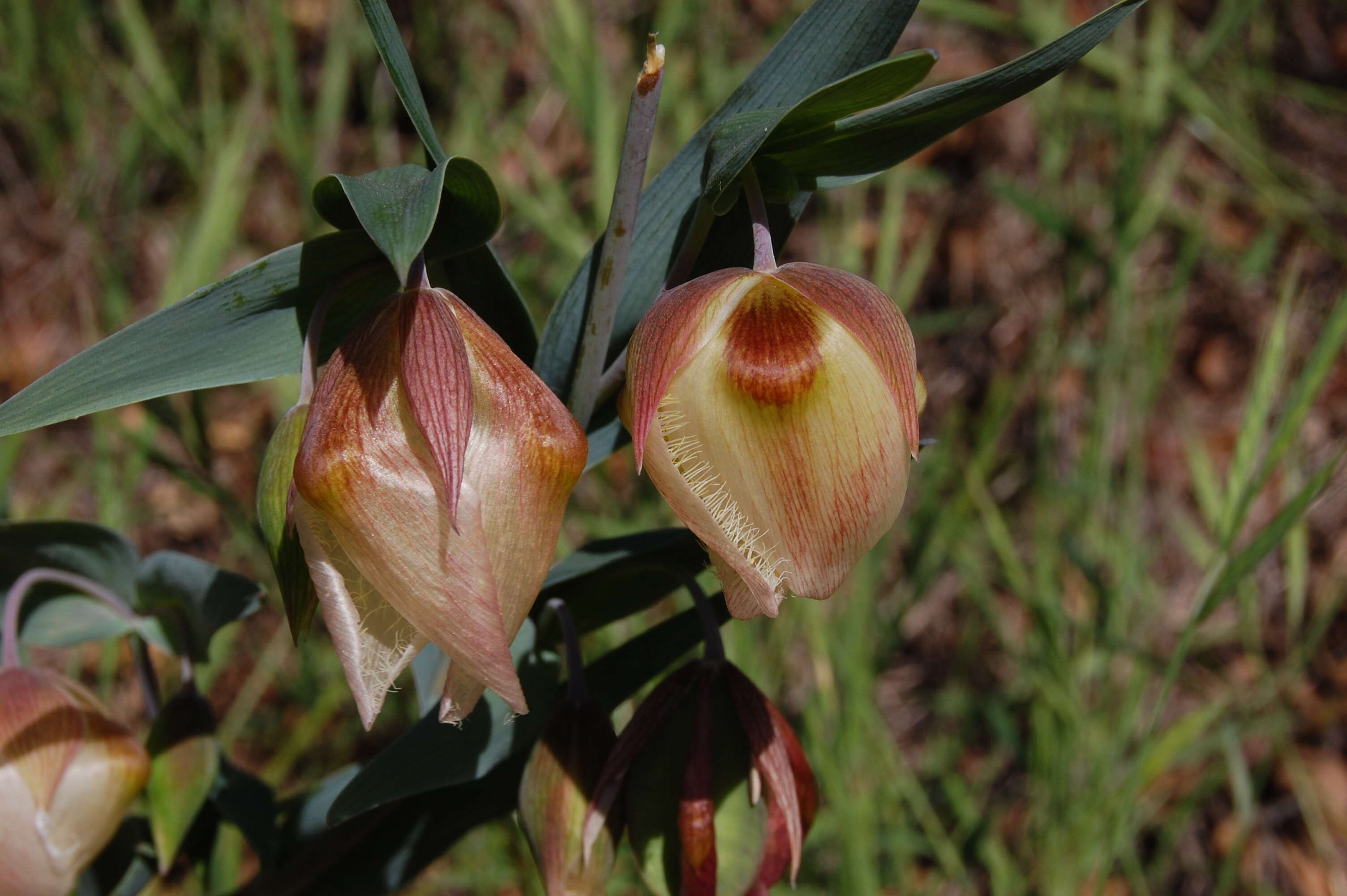 Imagem de Calochortus albus (Benth.) Douglas ex Benth.