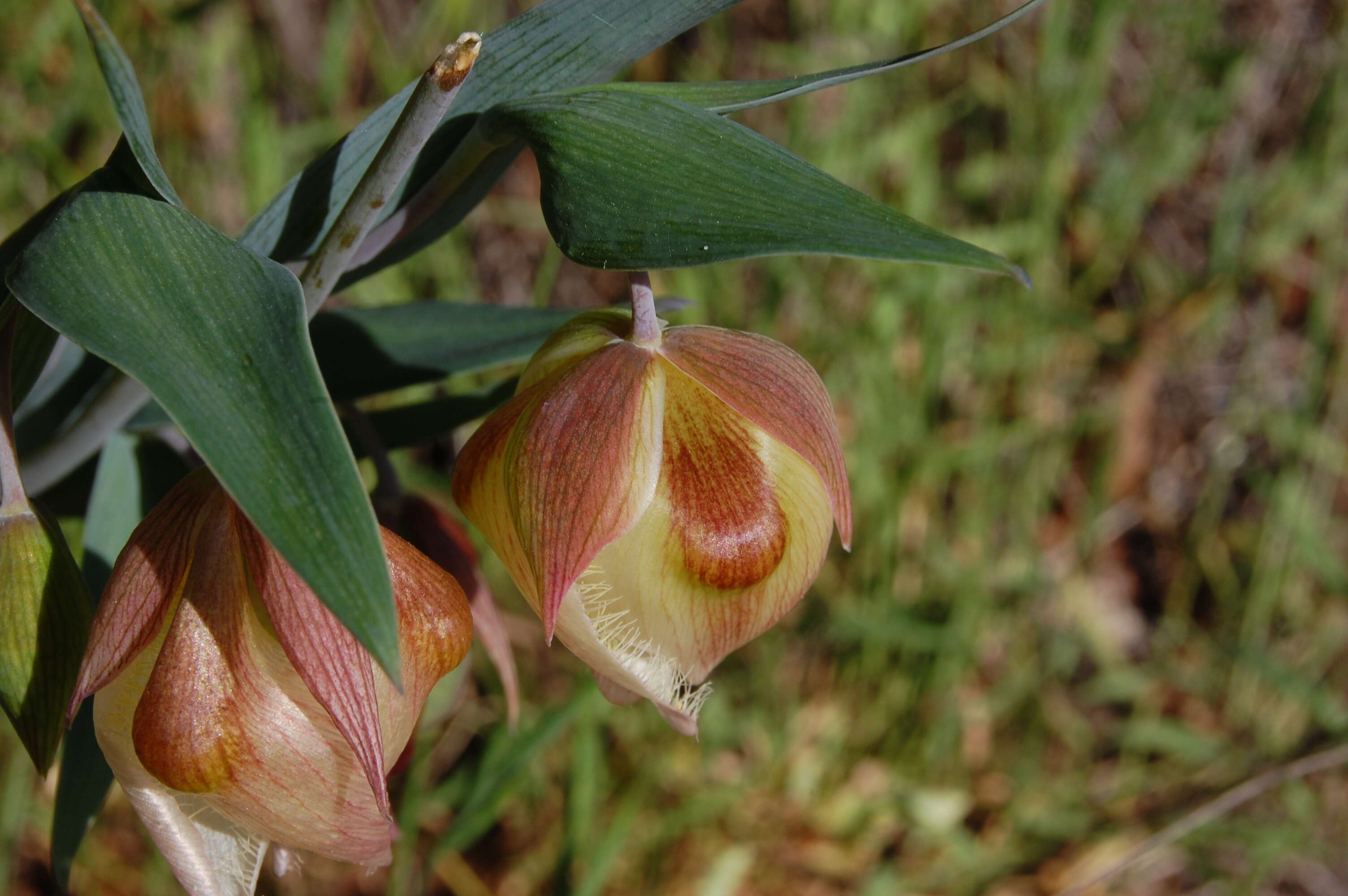 Imagem de Calochortus albus (Benth.) Douglas ex Benth.