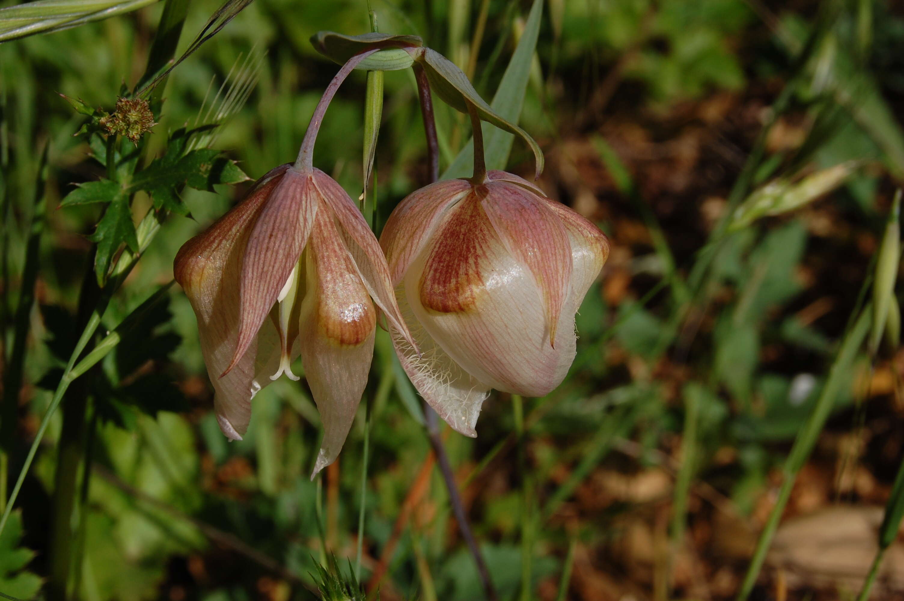 Imagem de Calochortus albus (Benth.) Douglas ex Benth.