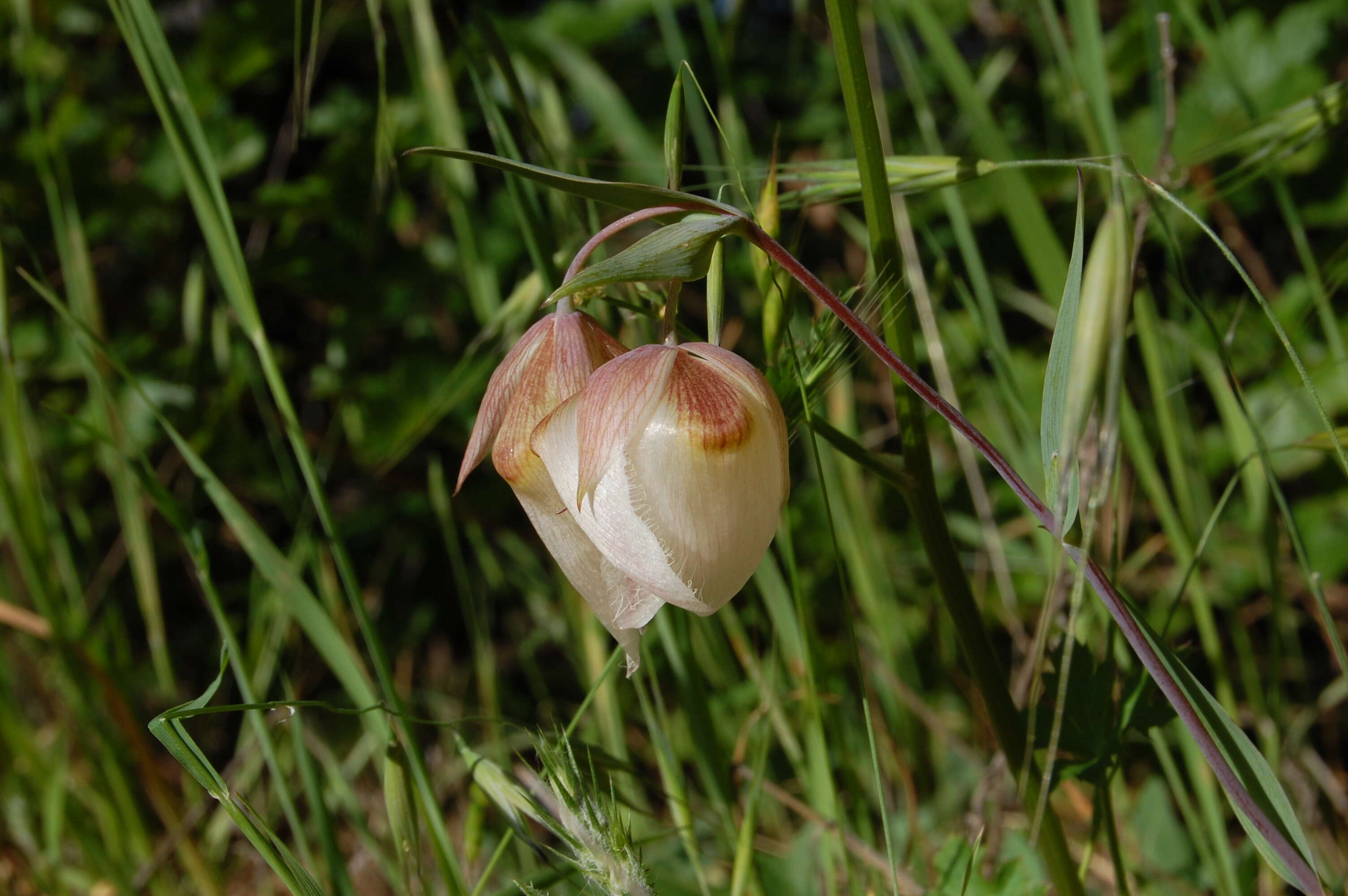 Imagem de Calochortus albus (Benth.) Douglas ex Benth.