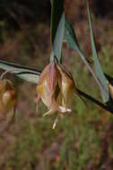 Imagem de Calochortus albus (Benth.) Douglas ex Benth.