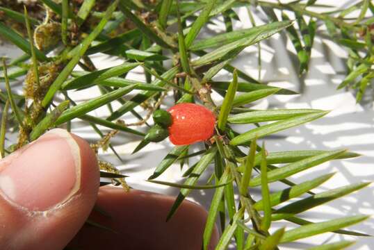 Imagem de Podocarpus totara G. Benn. ex D. Don