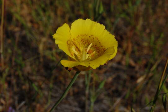 Image of yellow mariposa lily