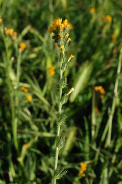 Image of Menzies' fiddleneck