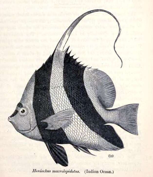 Image of Bannerfish