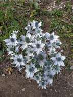 Image of giant sea holly