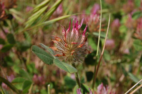 Image of rose clover