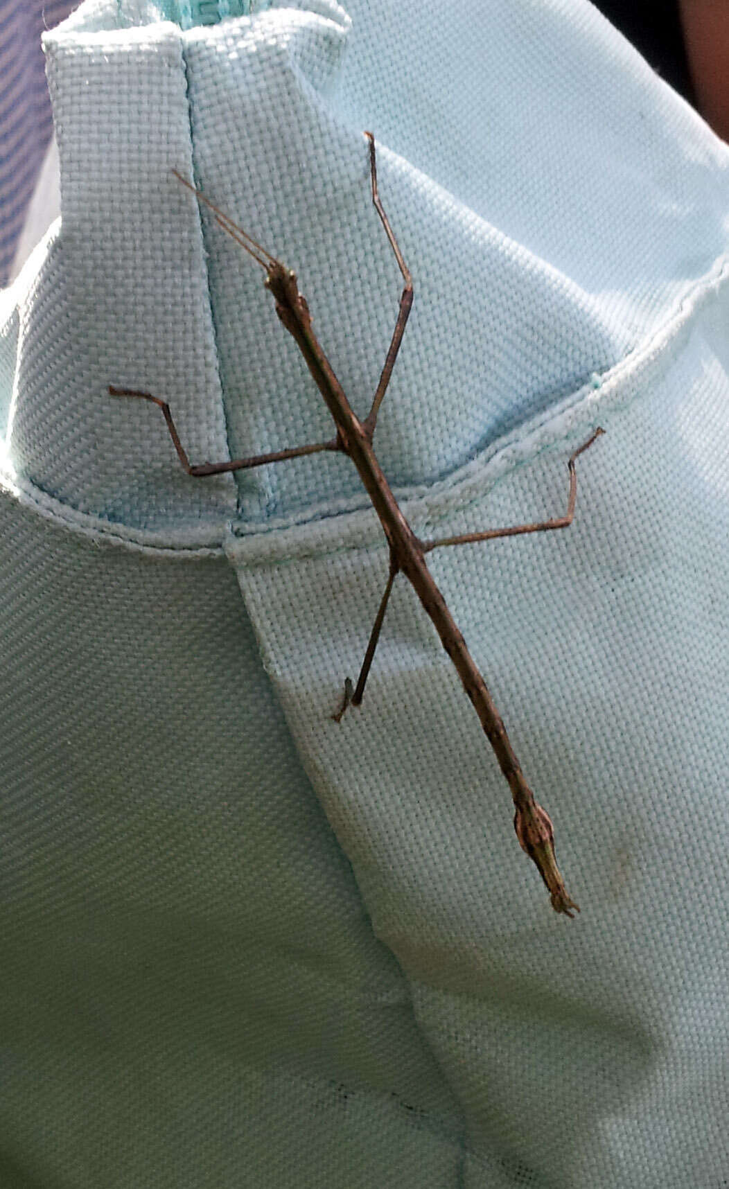 Image of Smooth Stick Insect