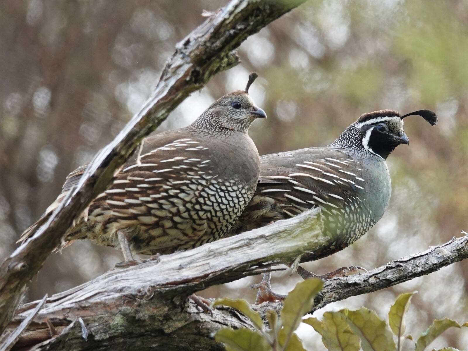 Image of Callipepla californica brunnescens (Ridgway 1884)