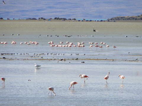 Imagem de Phoenicopterus chilensis Molina 1782