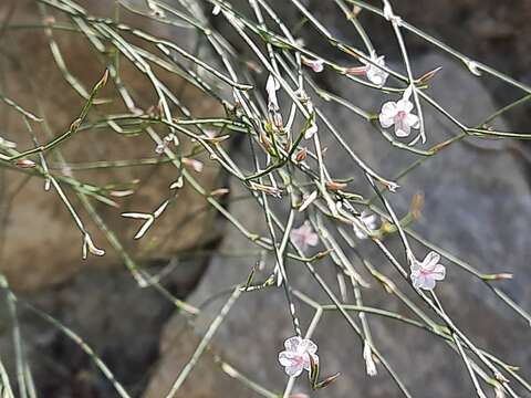 Image of Limoniopsis owerinii (Boiss.) Lincz.