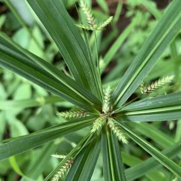 Image of Cyperus laxus Lam.