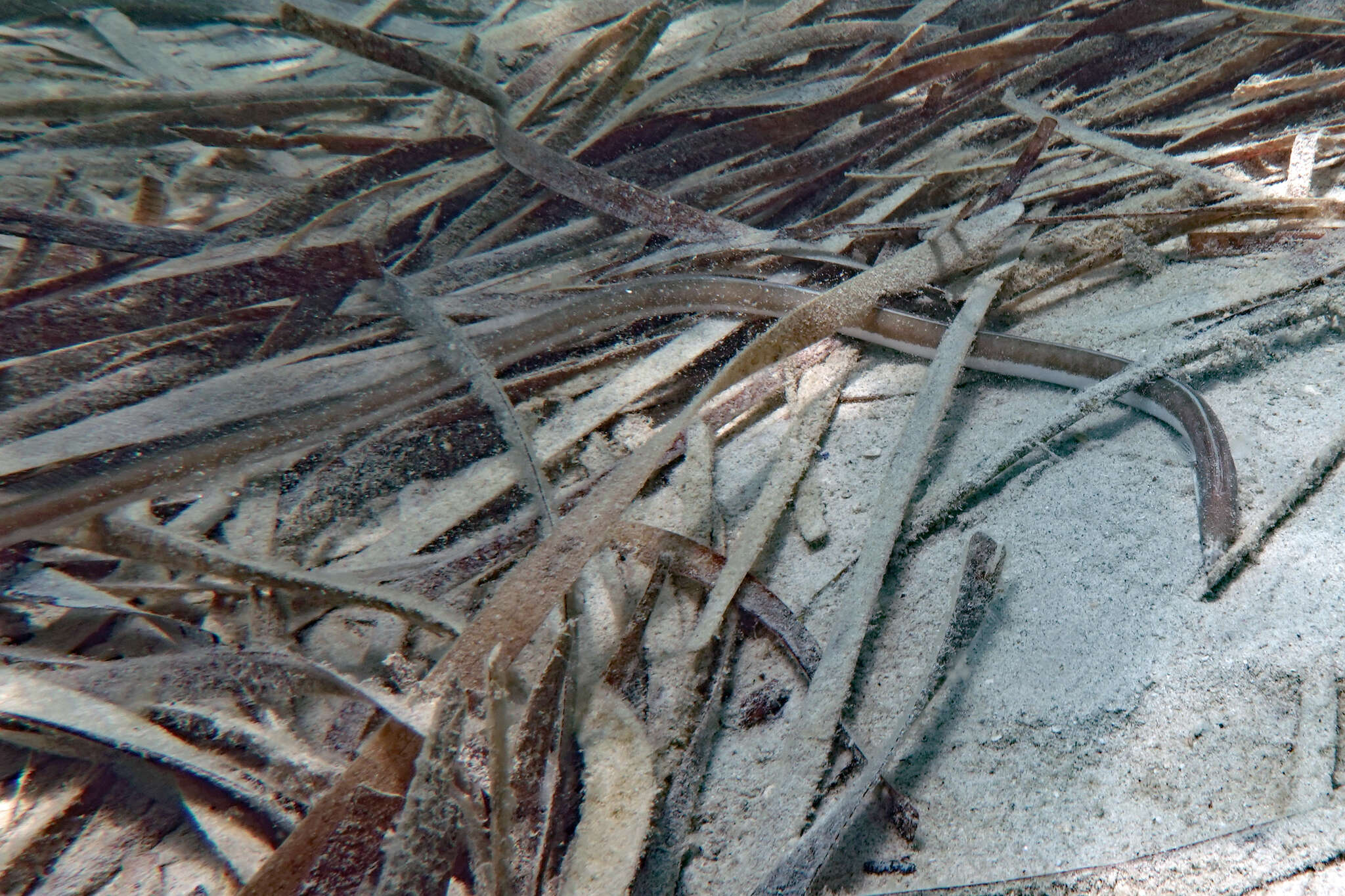 Image of Fringed-lipped snake-eel