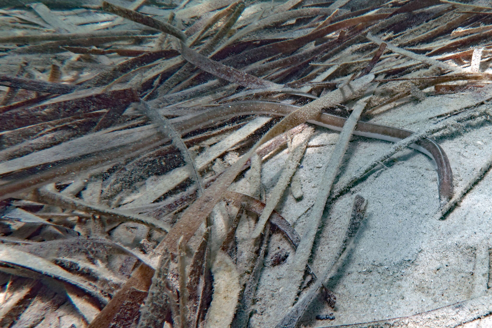 Image de Cirrhimuraena calamus (Günther 1870)